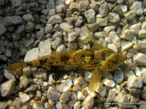 Photography by ÄŒrt N.