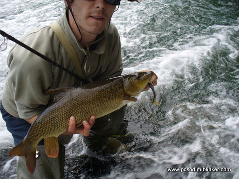 Barbel on the gummifisch