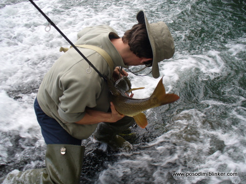 Barbel on the gummifisch
